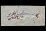 Cretaceous Predatory Fish (Eurypholis) - Lebanon #70429-1